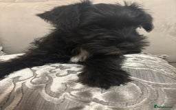 Miniature Schnauzer dogs for sale: Miniature Schnauzer puppies KC Reg - Image 3
