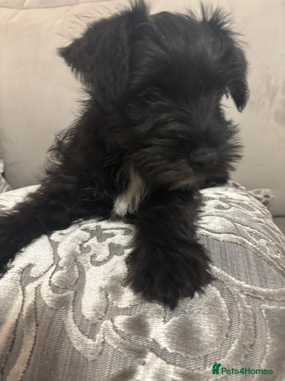 Miniature Schnauzer dogs for sale: Miniature Schnauzer puppies KC Reg - Image 3