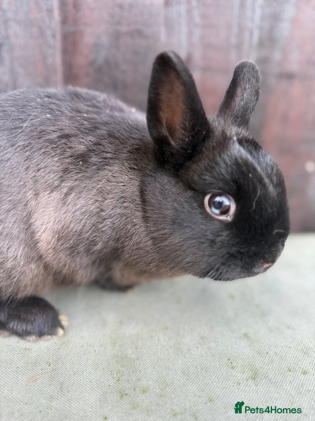 Netherland Dwarf rabbits for sale: 2 Adorable Netherland Dwarf Bunnies  - Advert 5