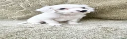 Jackapoo dogs for sale: Jackpoo puppies  - Advert 14