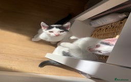 Mixed Breed cats for sale: 2 LOVELY TWIN BOYS LOOKING FOR A NEW HOME🩵 - Image 6