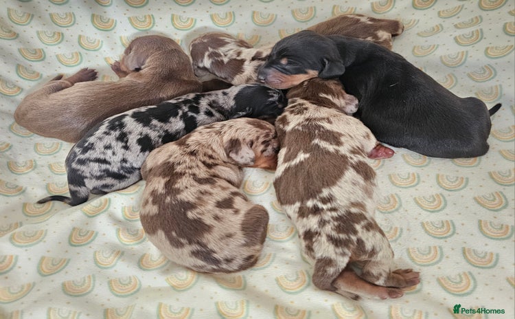Dachshund dogs - Advert 4