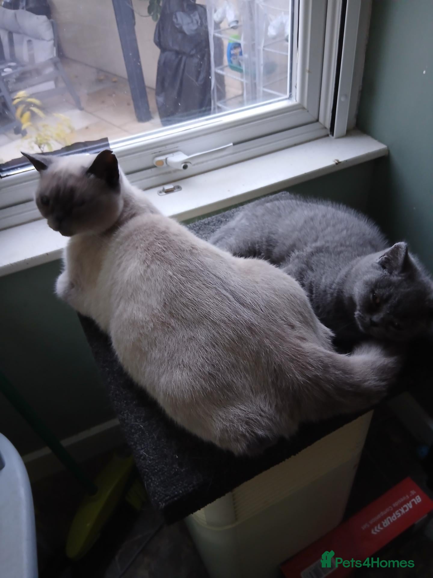 British Shorthair cats British blue shorthand kittens - Advert 1