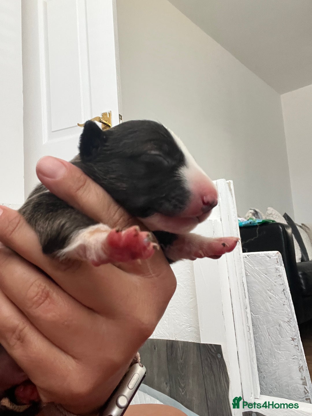 English Bull Terrier dogs for sale: Janineabullz bull terriers beautiful litter  - Image 10