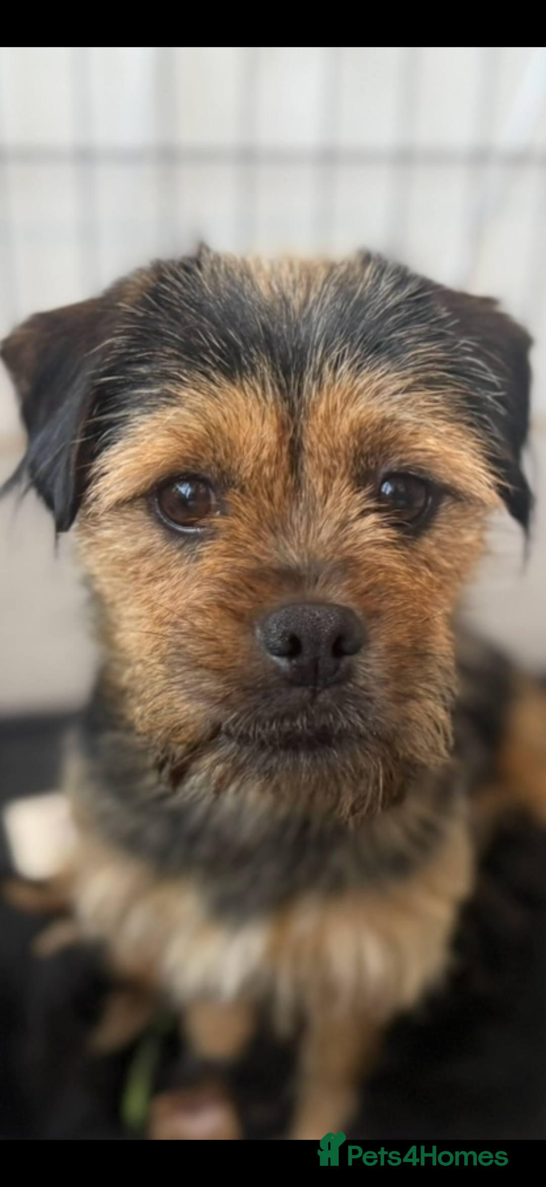 Mixed Breed dogs for sale: Beautiful Shihtzu cockerpoo shihpoo girl  - Advert 3