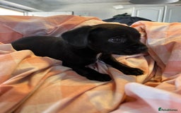 Cavalier King Charles Spaniel dogs for sale: Cavalier , King Charles/ Jack Russel Puppies - Image 12