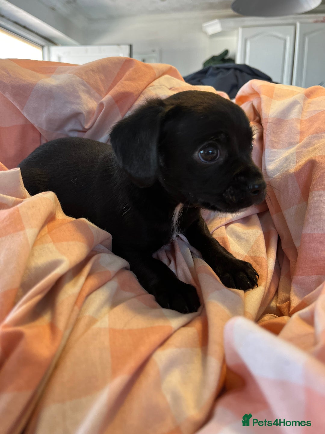Cavalier King Charles Spaniel dogs for sale: Cavalier , King Charles/ Jack Russel Puppies - Image 12