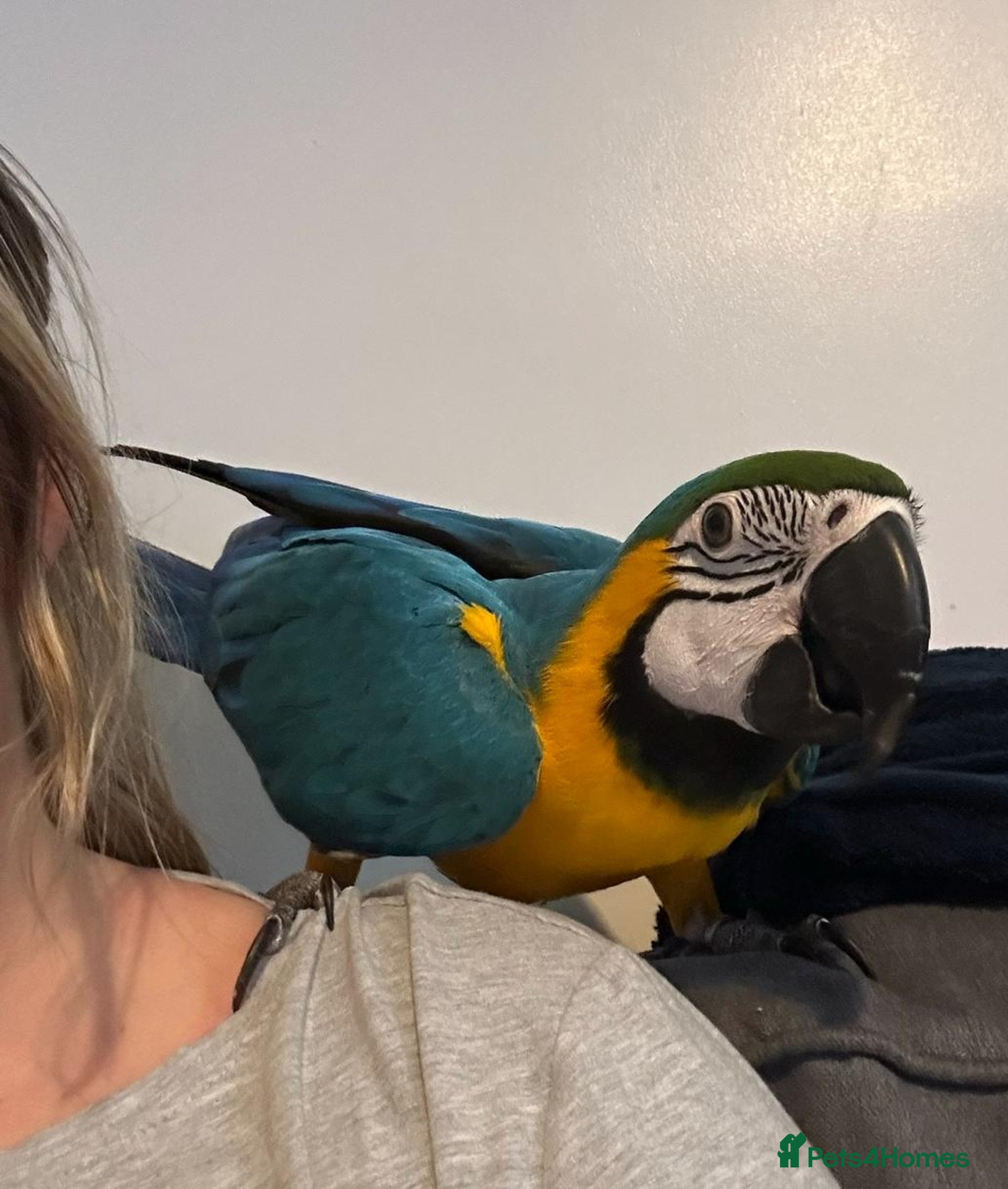 Macaws birds for sale | Pets4Homes