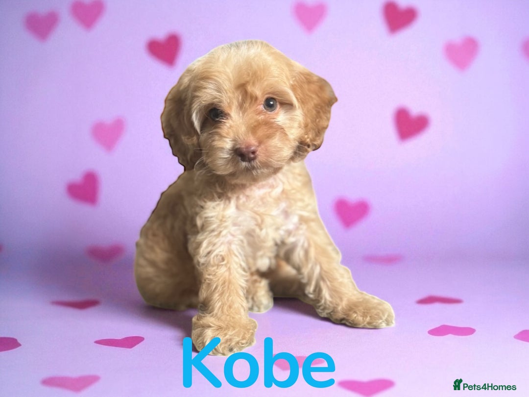 Cockapoo dogs for sale: ⭐️REDUCED⭐️READY NOW⭐️ chocolate DNA clear F1 - Image 8