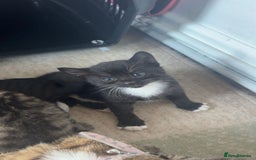 Mixed Breed cats for sale: Kittens for sale - Image 4