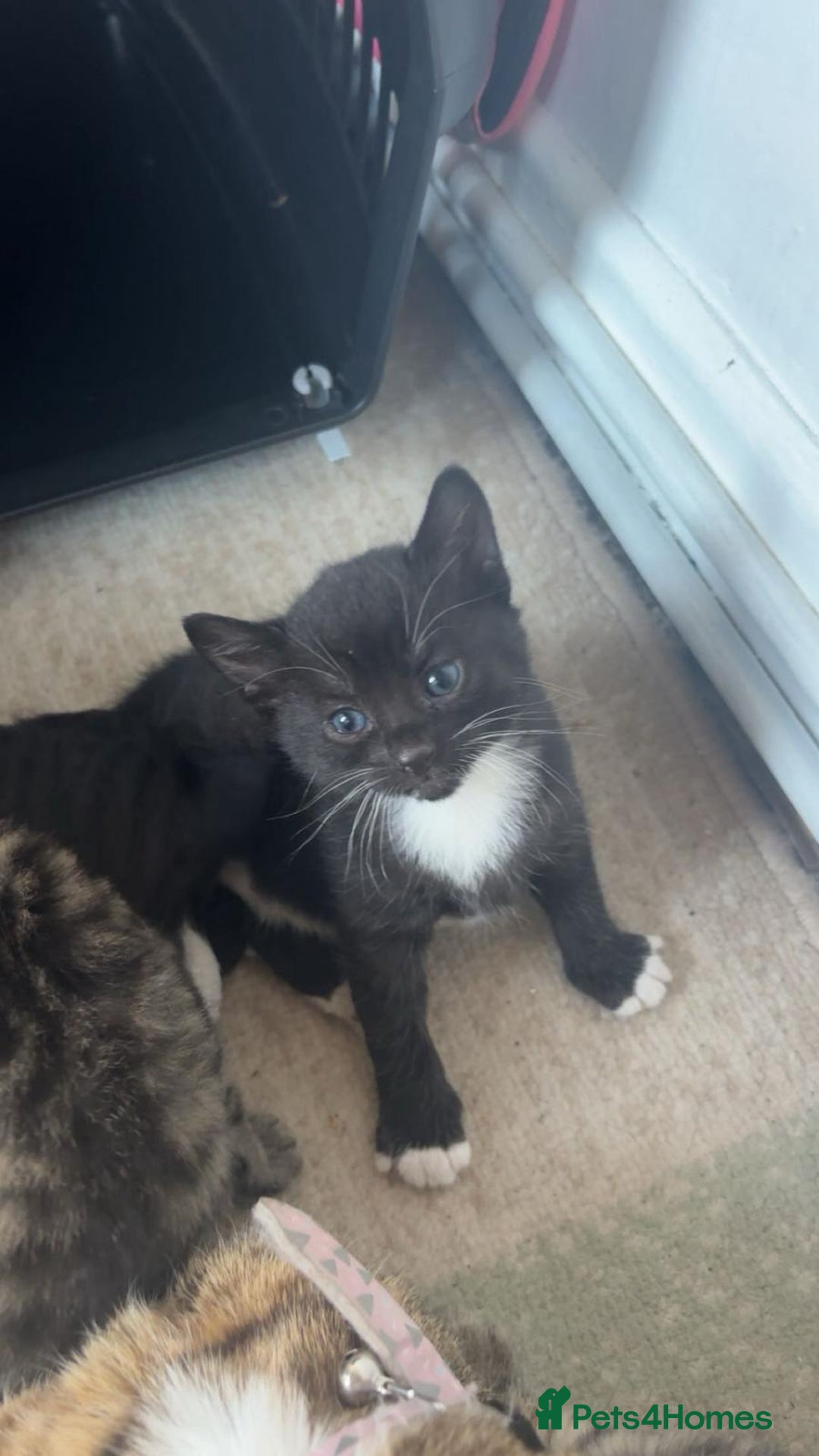 Mixed Breed cats for sale: Kittens for sale - Image 4
