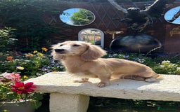 Miniature Dachshund dogs for stud: PROVEN CLEAR CREAM STUD BOY ❄️PRINCE ICE❄️ - Image 4