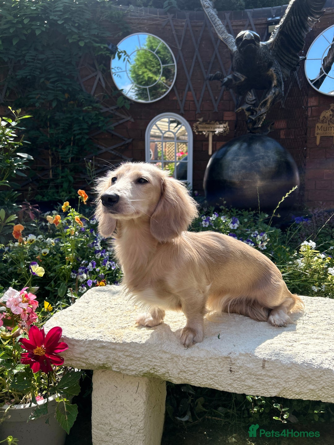 Miniature Dachshund dogs for stud: PROVEN CLEAR CREAM STUD BOY ❄️PRINCE ICE❄️ - Image 4