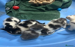 Mixed Breed cats for sale: Fluffy kittens ready soon  - Image 23