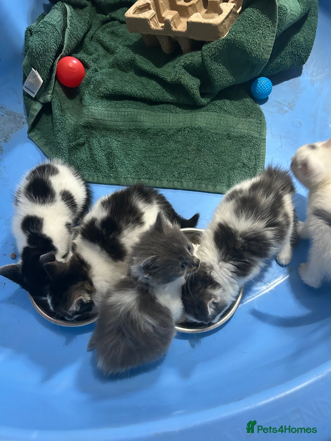 Mixed Breed cats for sale: Fluffy kittens ready soon  - Image 23