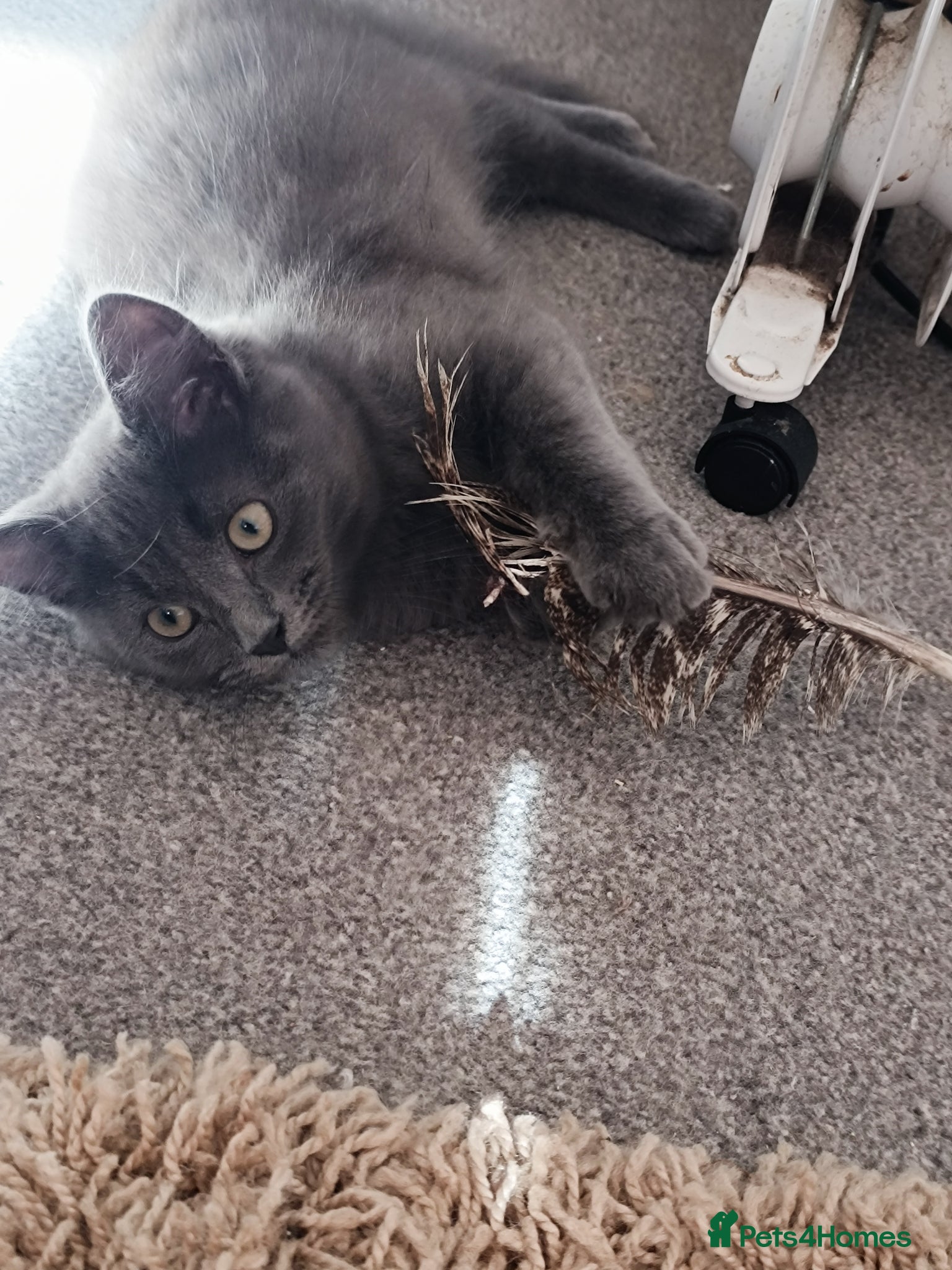 Ragdoll cats Only grey male available due to reserve failure  - Advert 21