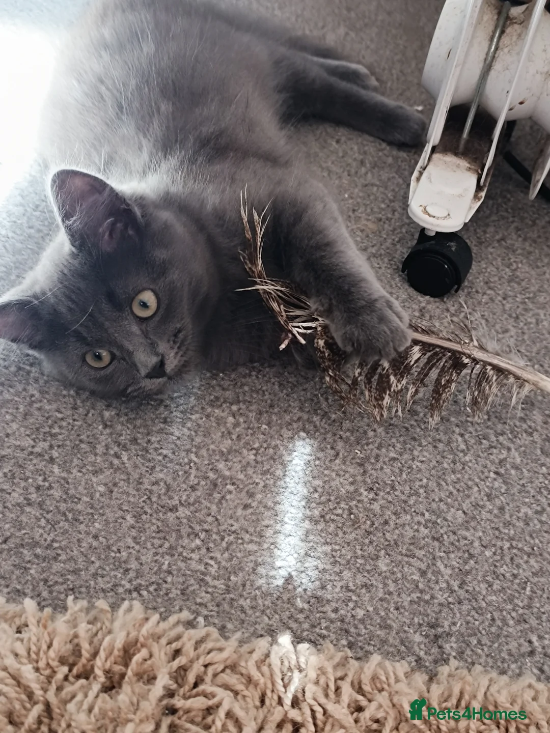 Ragdoll cats for sale: Only grey male available  - Advert 1