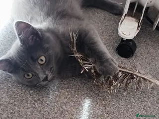 Ragdoll cats Only grey male available due to reserve failure - Advert 21