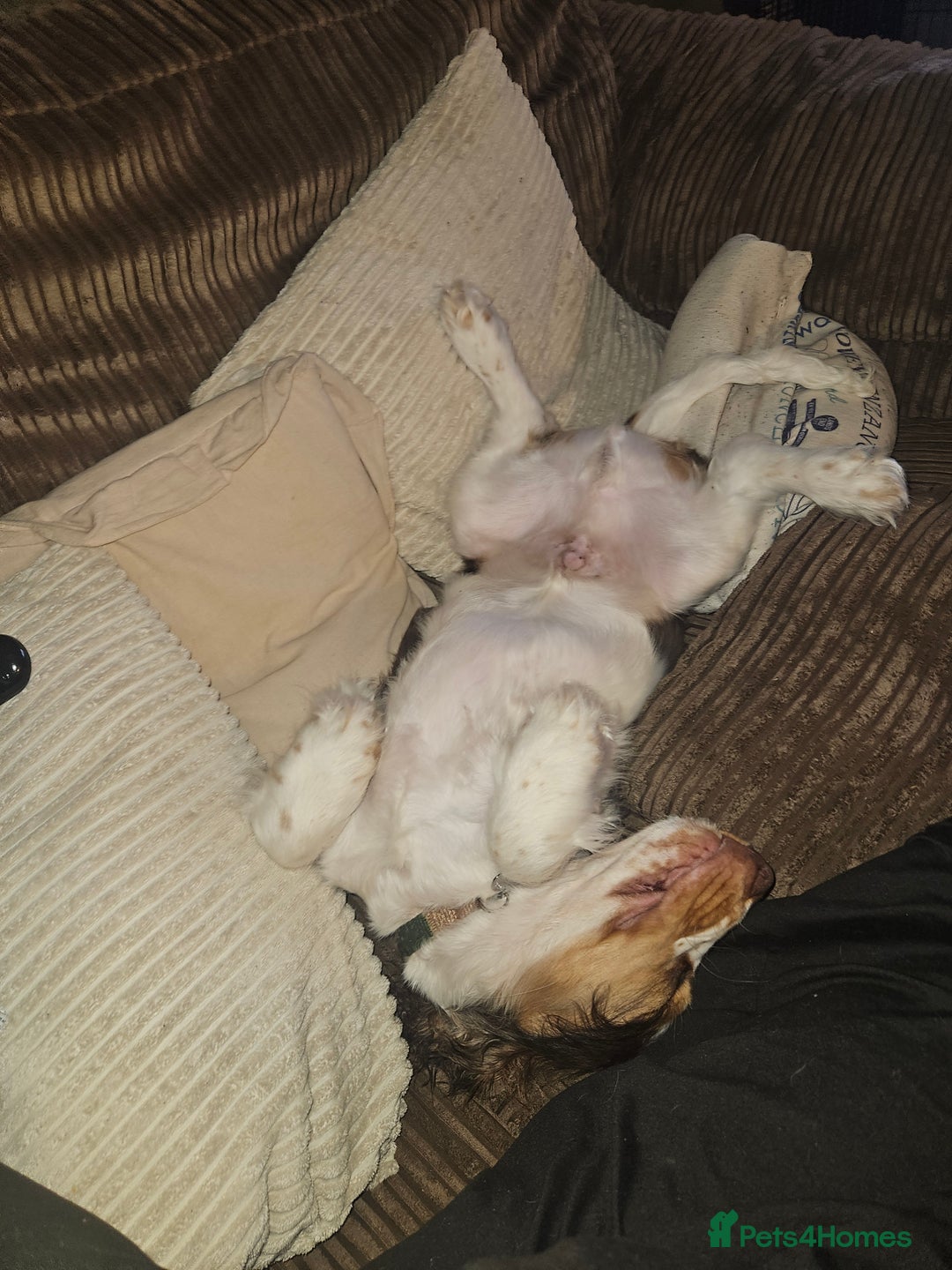 Cocker Spaniel dogs for sale: 17 week Cocker Spaniel - Advert 8