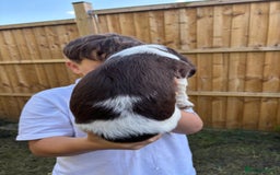 English Springer Spaniel dogs for sale: Gorgeous English Springer spaniel puppies - Image 23