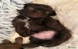 Shih Tzu dogs for sale: KC reg, 2 left! Potential blondes in Tamworth - Image 33