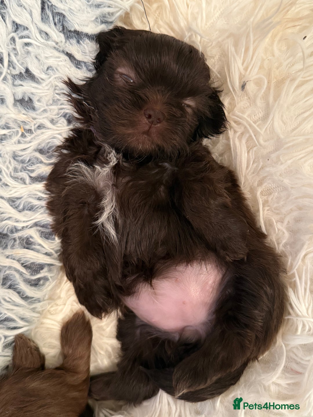 Shih Tzu dogs for sale: KC reg, 2 left! Potential blondes in Tamworth - Image 33