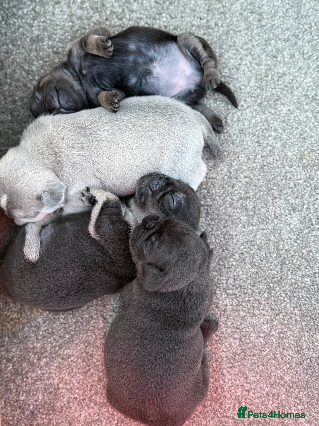 Pug dogs for sale: Rare coloured pug puppies available  - Advert 14