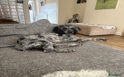 Miniature Poodle dogs for sale: Blue Merle miniature poodle  - Image 2