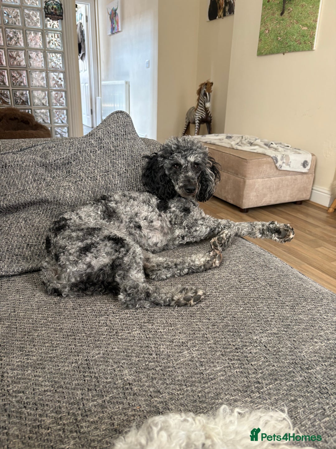 Miniature Poodle dogs for sale: Blue Merle miniature poodle  - Image 2