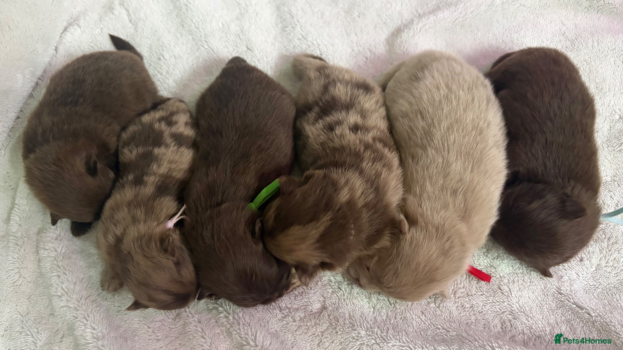 Pomeranian dogs 100% POMERANIAN PUPS!🐻 DNA&HEALTH TESTED!🧬 - Advert 11