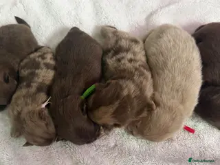 Pomeranian dogs 100% POMERANIAN PUPS!🐻 DNA&HEALTH TESTED!🧬 - Advert 11