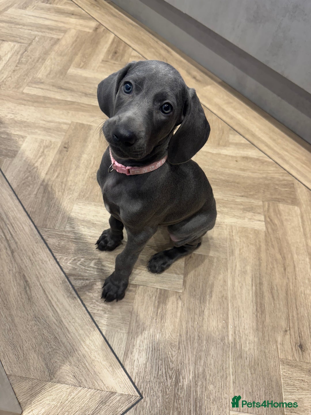 Weimaraner dogs for sale: 🐾 KC Weimaraners, ready now 🐾  - Advert 33