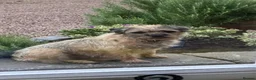 Border Terrier dogs for sale: Quality Border Terrier Puppies - Advert 3