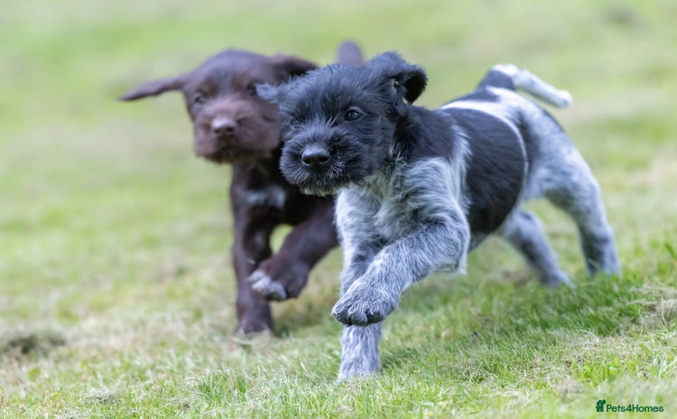 German Wirehaired Pointer dogs - Advert 2