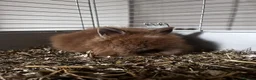 Lionhead rabbits for sale: 2 Female lion heads with everything you need in Burnley - Advert 4