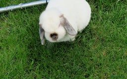 Mini Lop rabbits for sale: 1 year old mini lops for sale  - Image 2