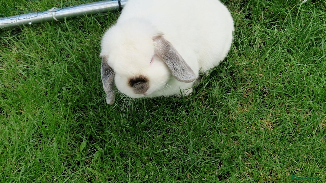 Mini Lop rabbits for sale: 1 year old mini lops for sale  - Image 2