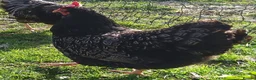 Chickens poultry for sale: POL Chickens stunning Purebreeds for sale in Callington - Advert 4