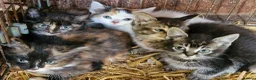 Mixed Breed cats for sale: Beautiful tabby female  - Advert 2