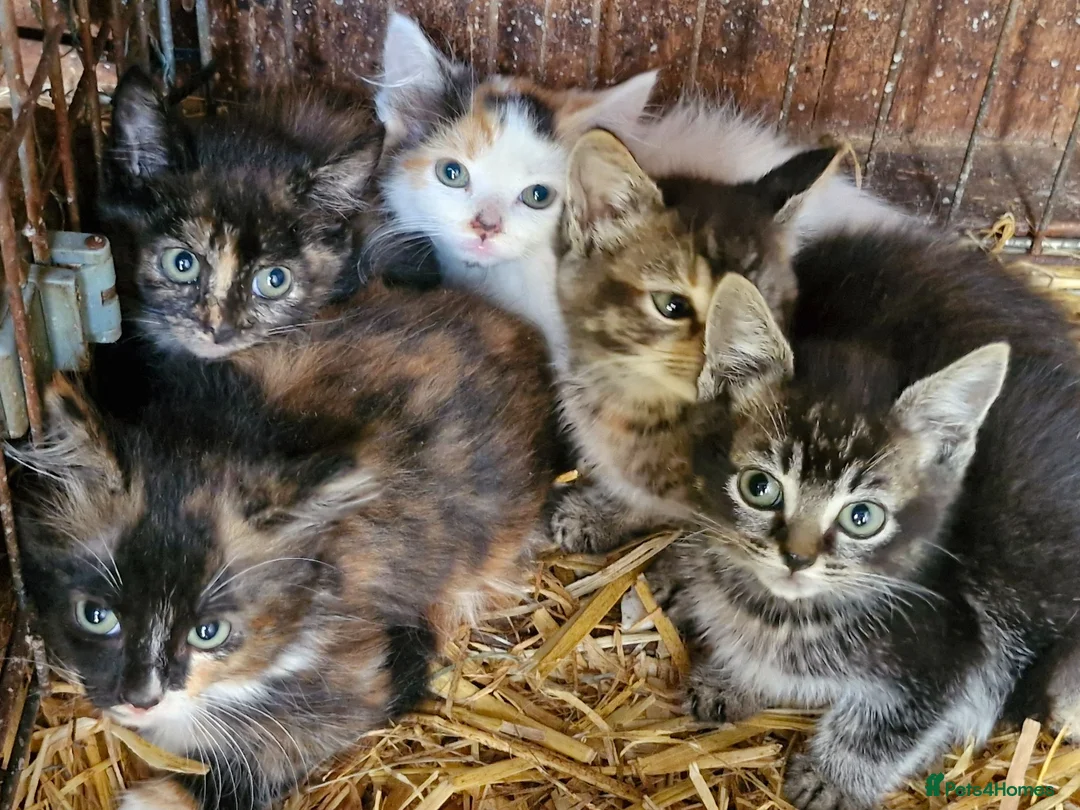 Mixed Breed cats for sale: Beautiful tabby female  - Advert 2