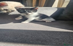 British Shorthair cats for sale: Brittish short hair cross main coon kittens - Image 13