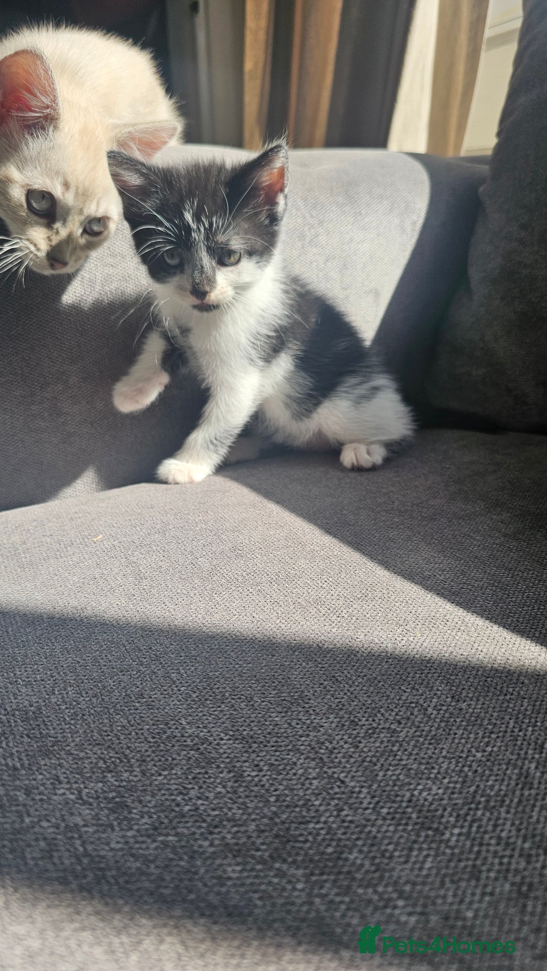 British Shorthair cats for sale: Brittish short hair cross main coon kittens - Image 13