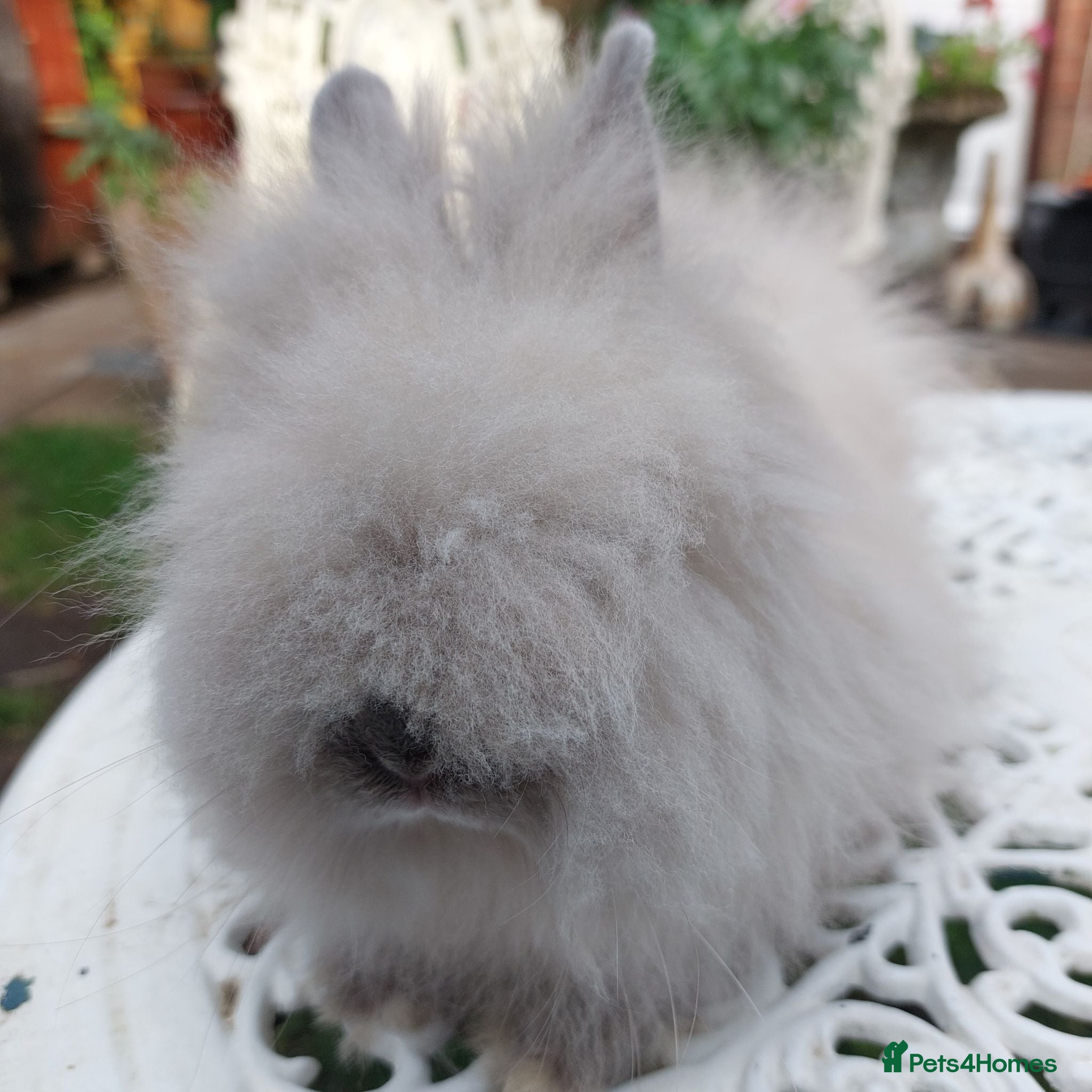 Angora rabbits PUREBRED TEDDYDWERG BABIES  - Advert 1