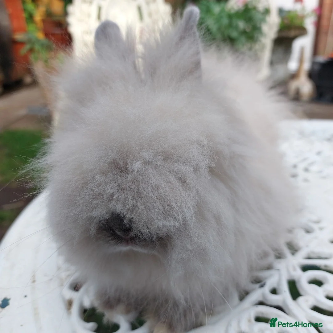 Angora rabbits for sale: PUREBRED TEDDYDWERG BABIES  - Advert 1