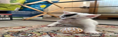 Turkish Angora 3