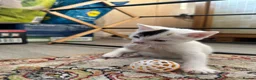 Turkish Angora cats for sale: Kittens for sale - Advert 5