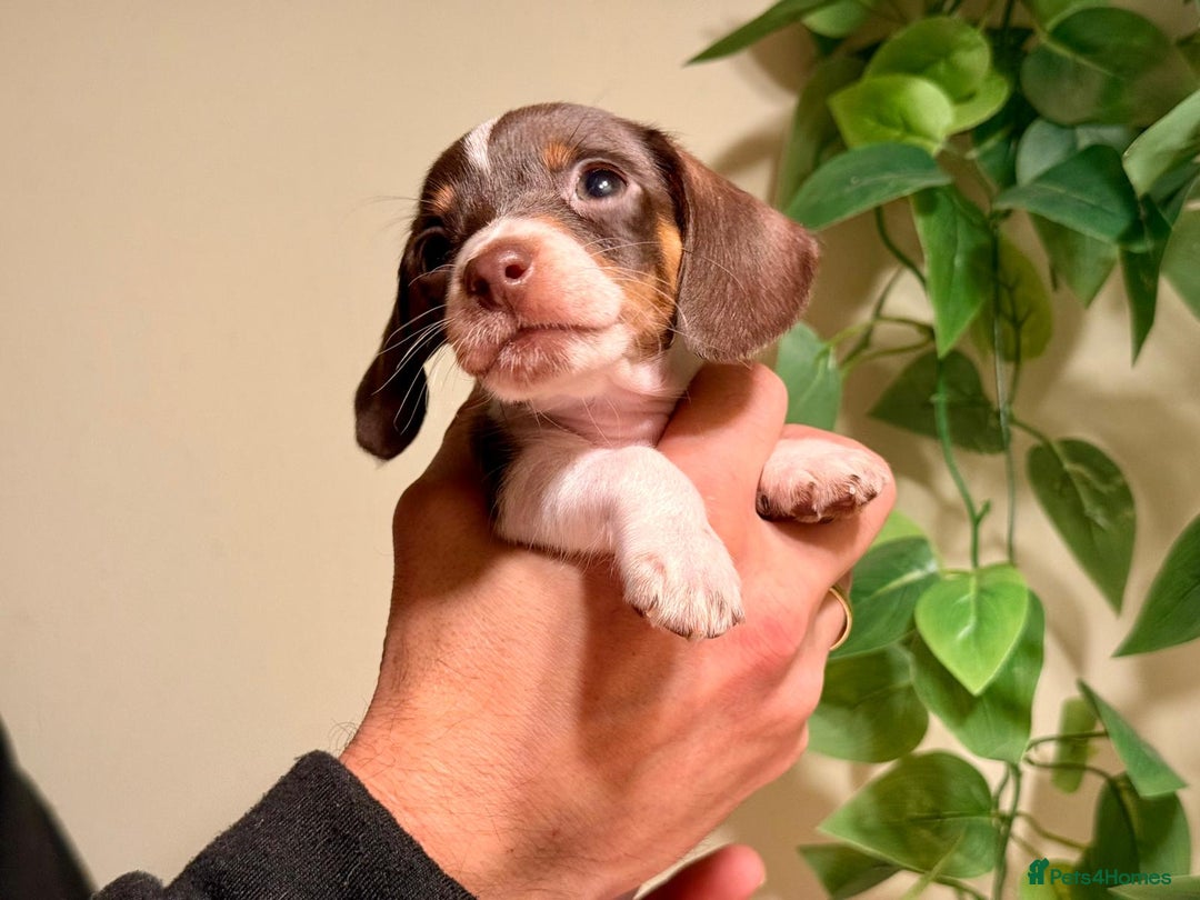Miniature Dachshund dogs for sale: Pure Piebald Miniatures - Advert 3