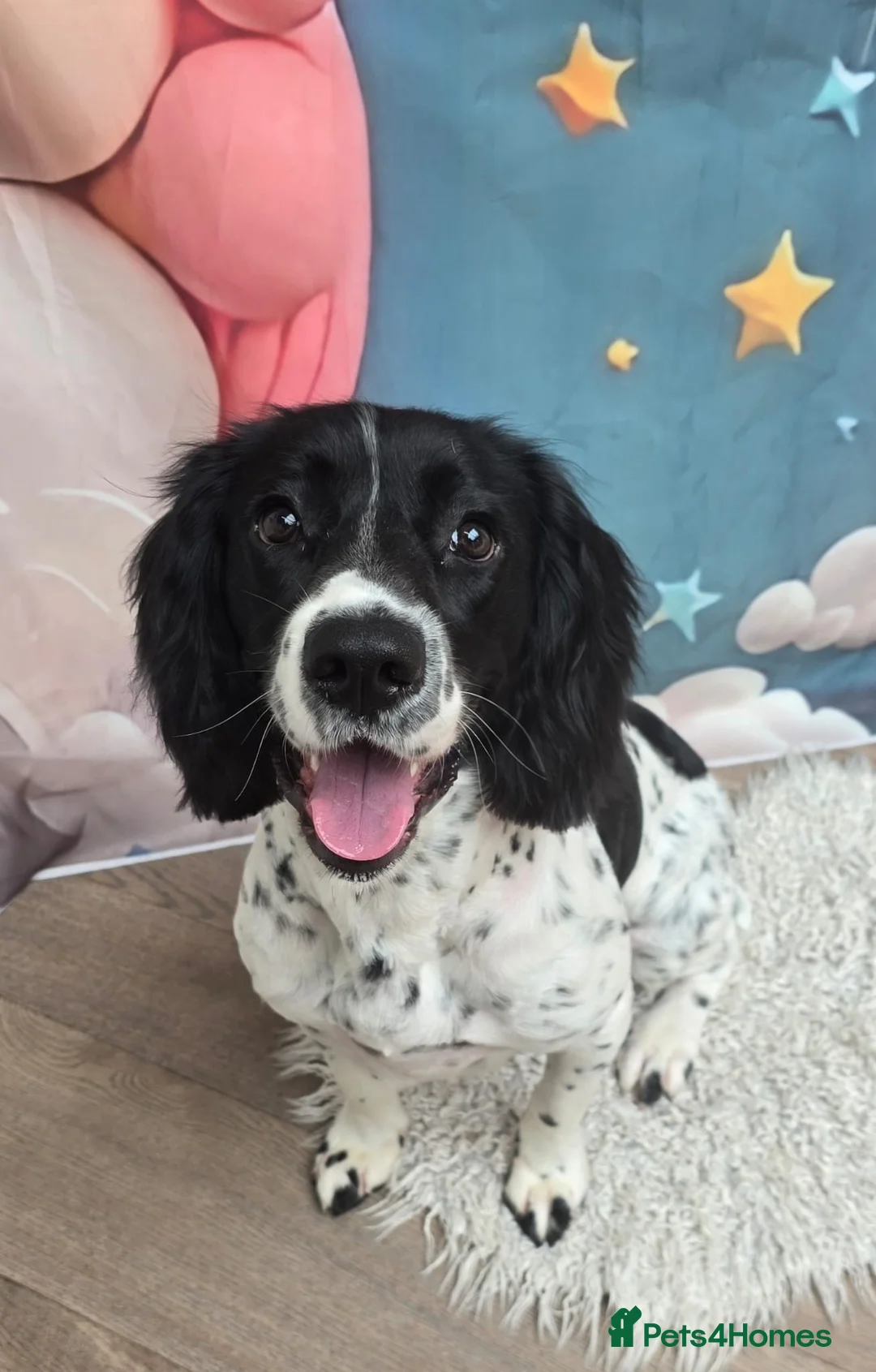English Springer Spaniel dogs for sale: 10 month old springer spaniel.  - Advert 1