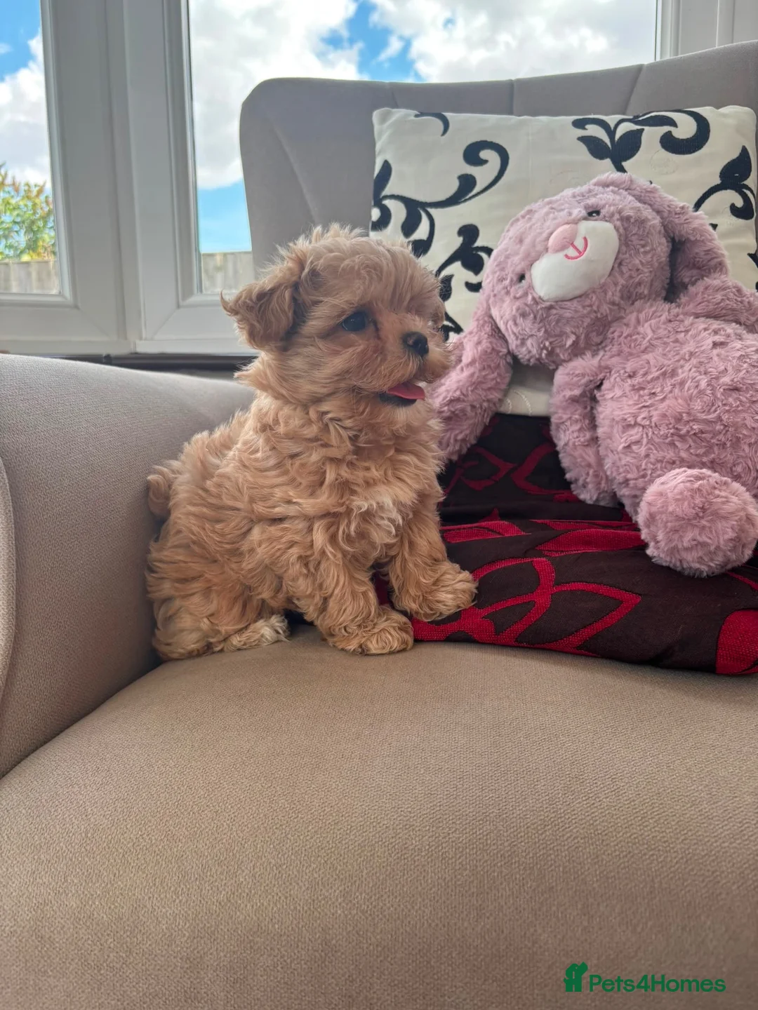 Maltipoo dogs for sale: Tiny F1 Asian maltipoo✨  - Advert 2