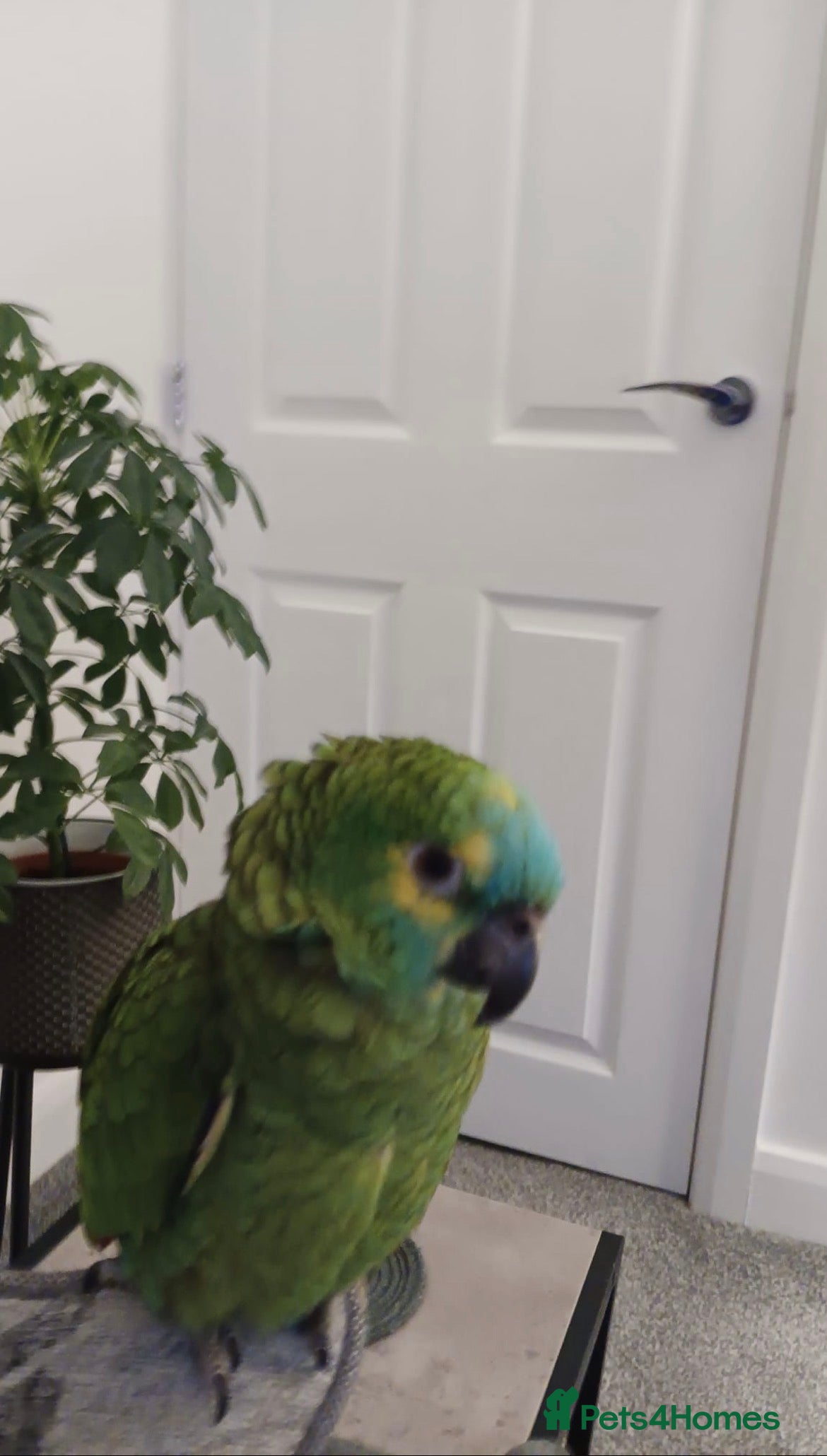 Parrots birds Blue fronted Amazon - Advert 3